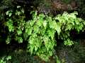 063002.RoadToHana636ph