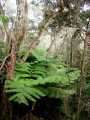 070202.FernForest36rph