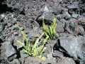 070202.Volcano0910ph