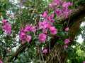 070302.WaipioValley34ph