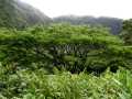 070302.WaipioValley49ph