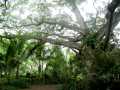 070302.WaipioValley64ph