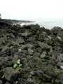 070402.KonaCoast266rph