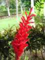 070402.KonaFlowers303rph