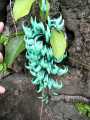 070402.KonaFlowers365rph