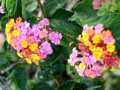 070402.KonaFlowers392ph