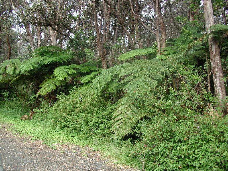 070202.FernForest38