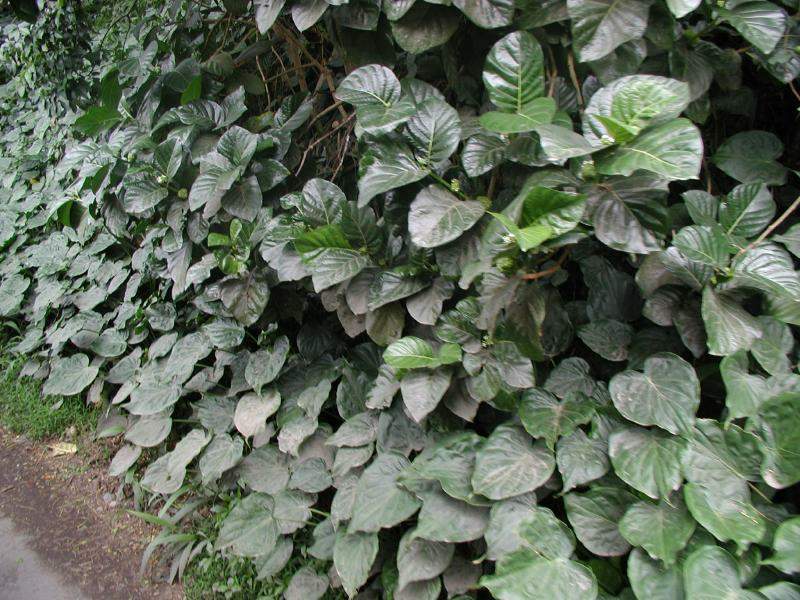 070302.WaipioValley51