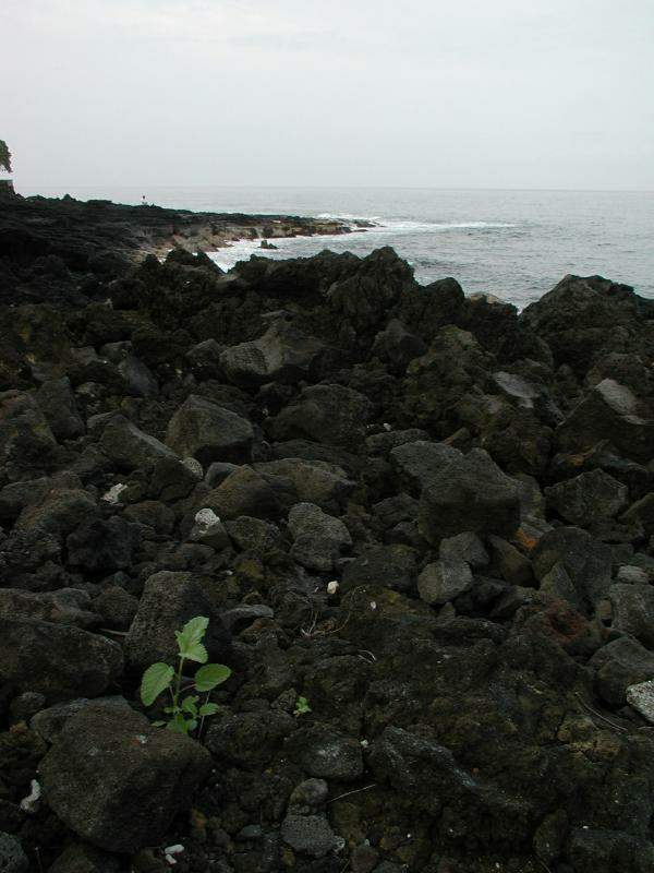 070402.KonaCoast266r