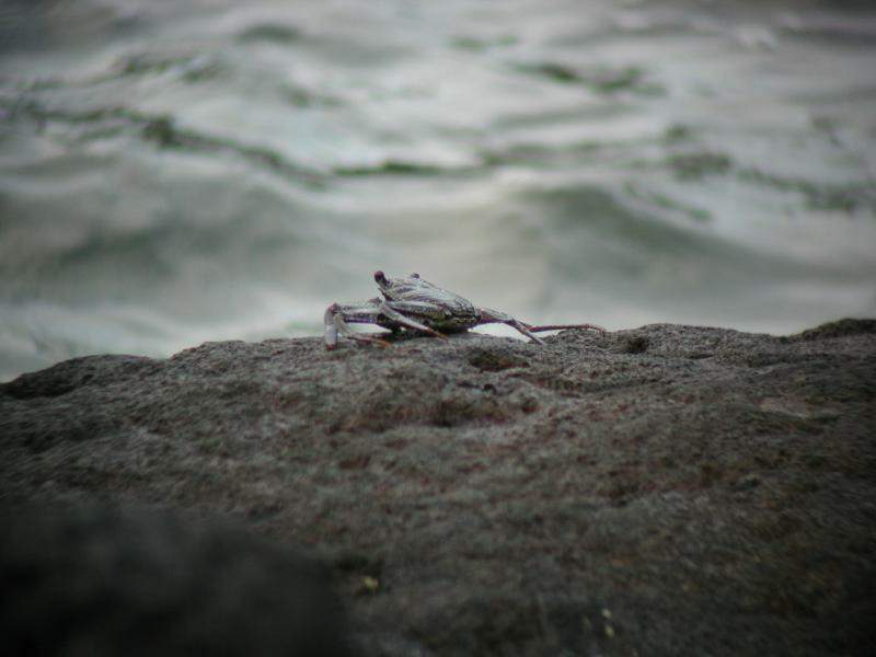 070402.KonaCoast270