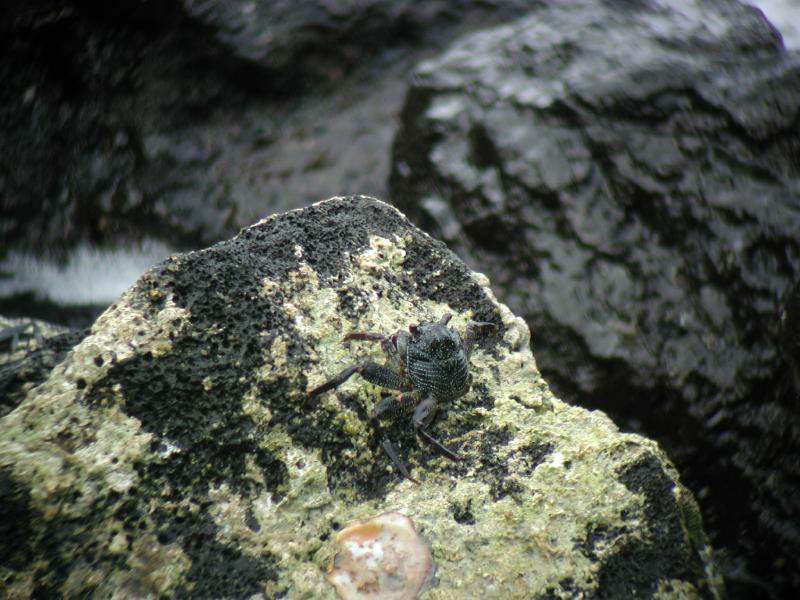 070402.KonaCoast283