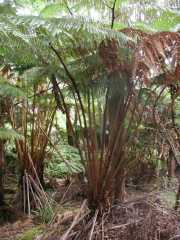 070202.FernForest35r