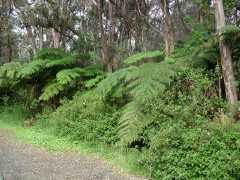 070202.FernForest38