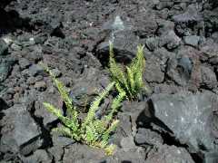 070202.Volcano0910