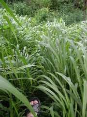 070302.WaipioValley35r