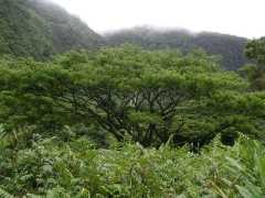 070302.WaipioValley49