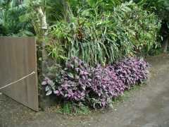 070302.WaipioValley63