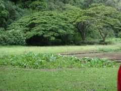 070302.WaipioValley76