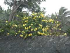 070302.WaipioValley91