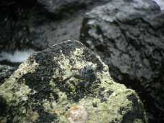 070402.KonaCoast283