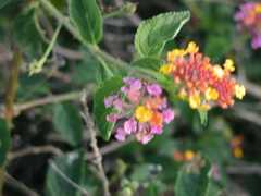 070402.KonaFlowers385