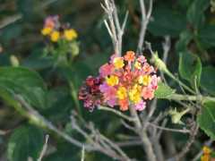 070402.KonaFlowers387