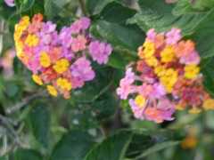 070402.KonaFlowers393