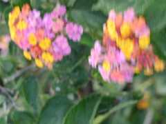 070402.KonaFlowers394