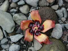 063002.RoadToHana639