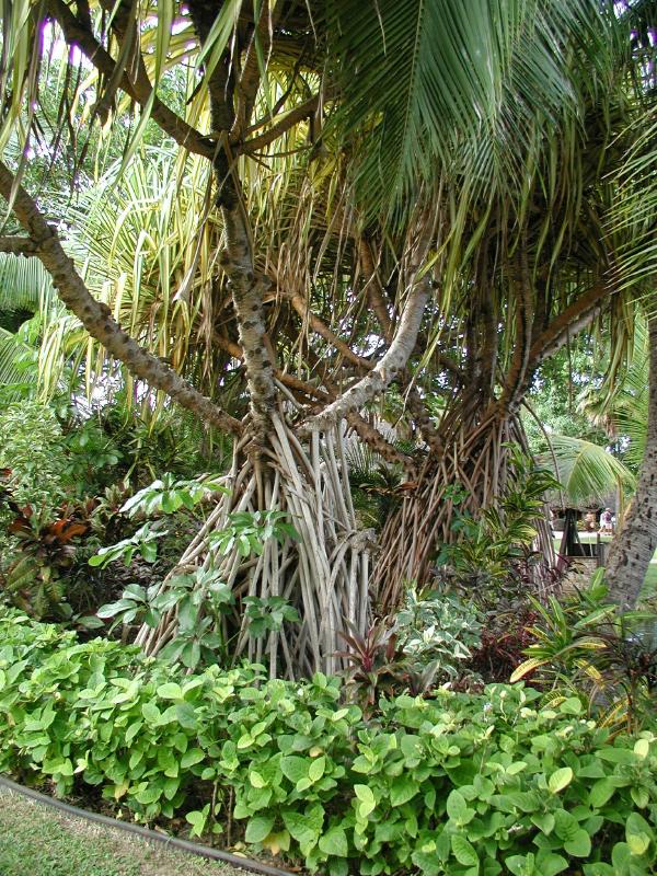 062702.PolynesianCC33r