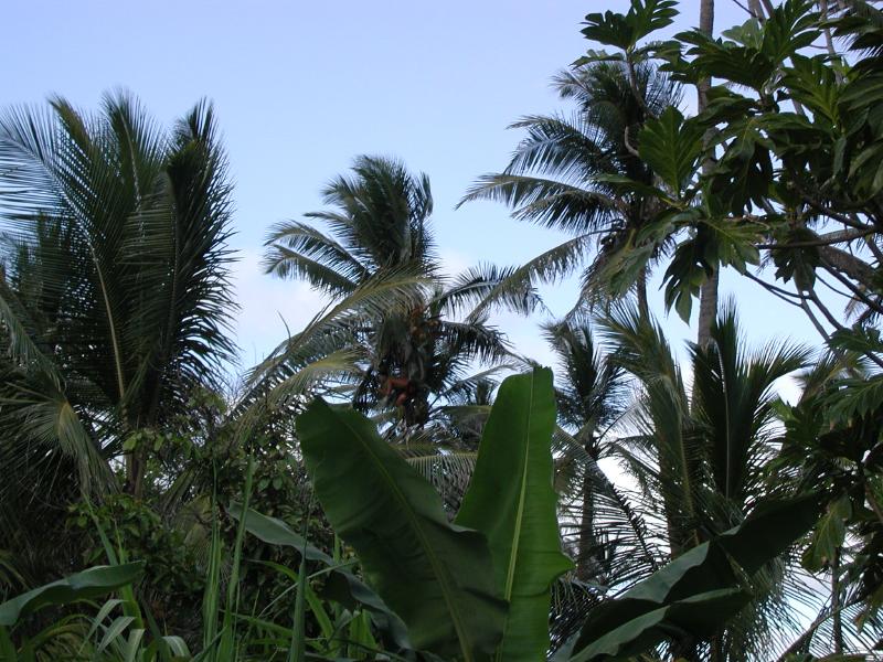 062702.PolynesianCC71