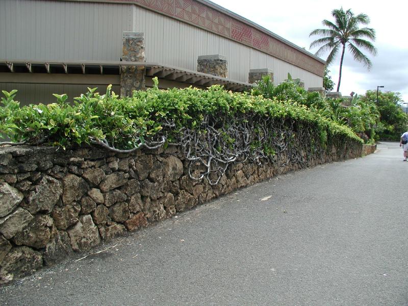 062702.PolynesianCC89