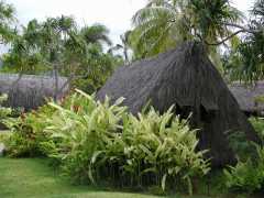 062702.PolynesianCC20