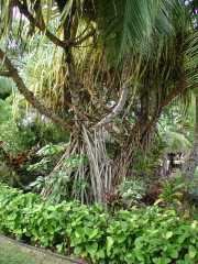 062702.PolynesianCC33r