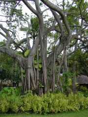 062702.PolynesianCC46r