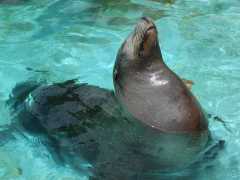 062702.SeaLifePark24