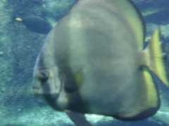 062702.SeaLifePark63