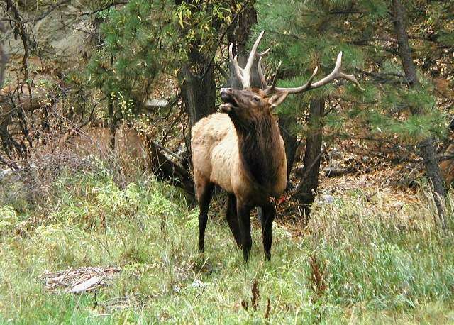 Elk_81c