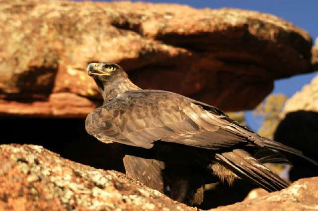 GoldenEagle0885