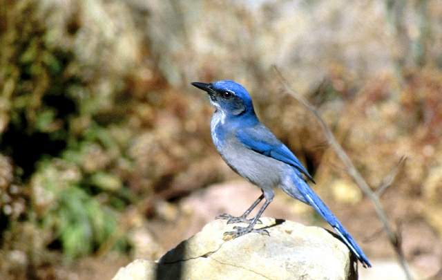 BlueJay1ph@6x4