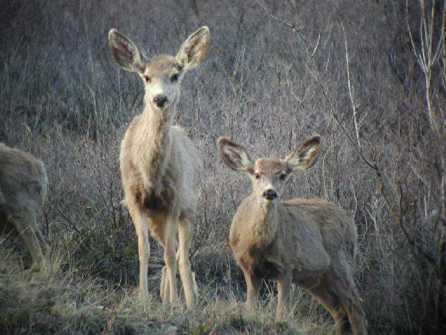 Deer02.012@6x4