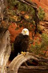 BaldEagle117