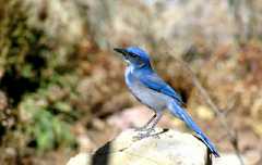 BlueJay1ph@6x4