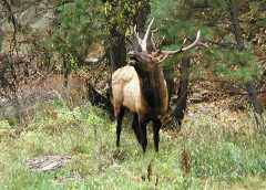 Elk_81c