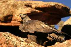 GoldenEagle0885