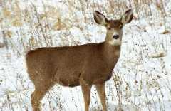 deer1